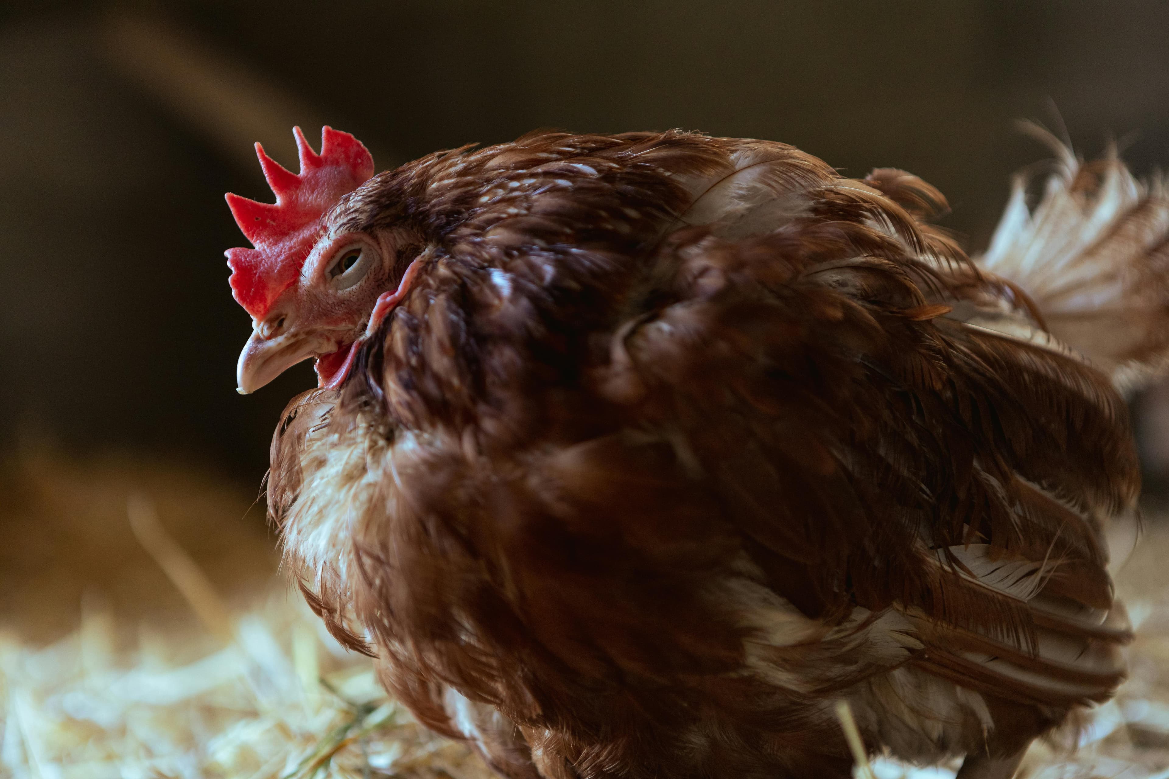 Bronchite infectieuse aviaire : la maladie virale qui détruit la ponte en quelques heures
