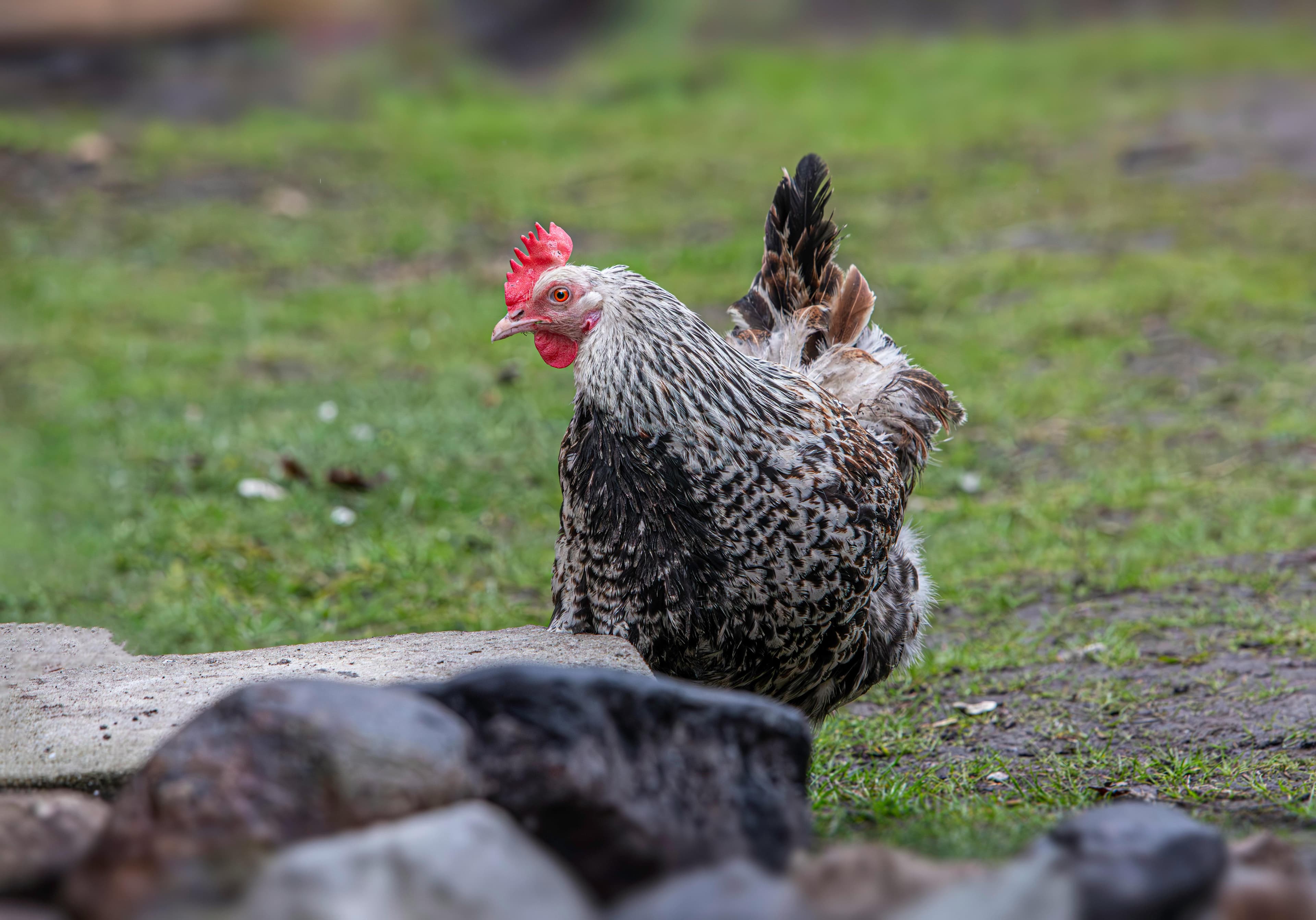 Ma poule ne pond plus : 10 causes et comment réagir