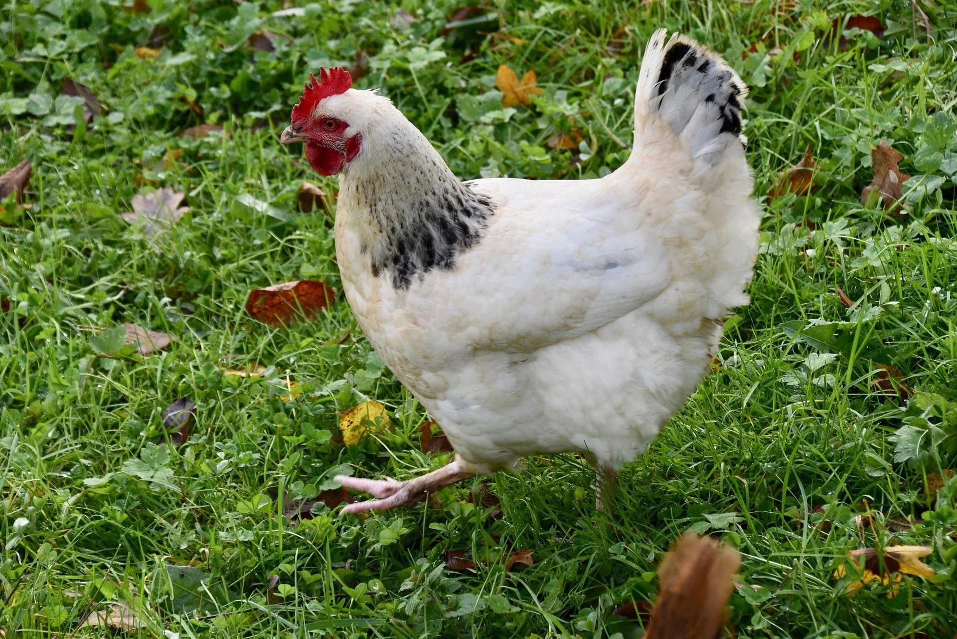 Poule Sussex fermière ou de race : quelles différences ?