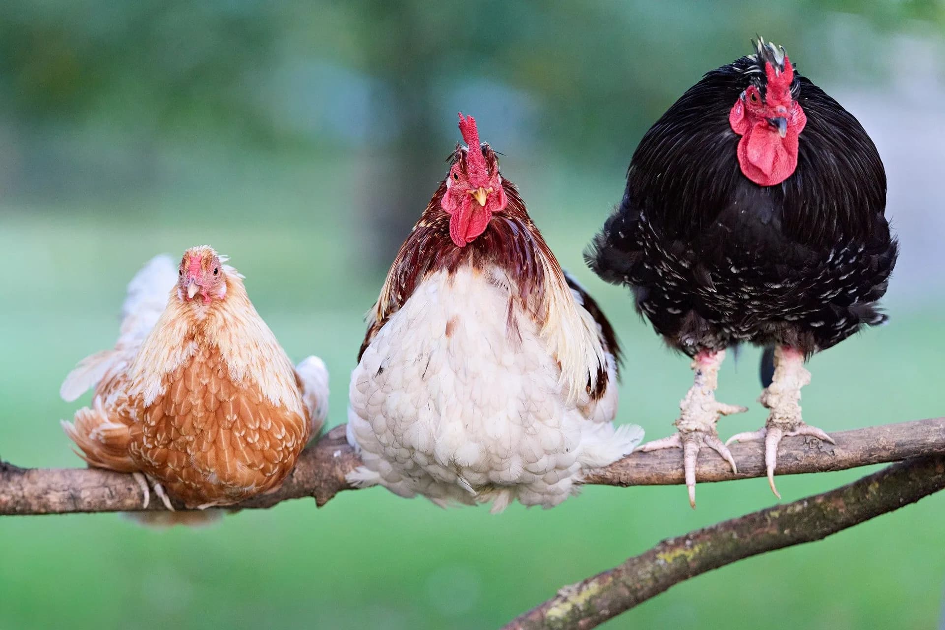 Comment appelle-t-on les différents types de poules ?