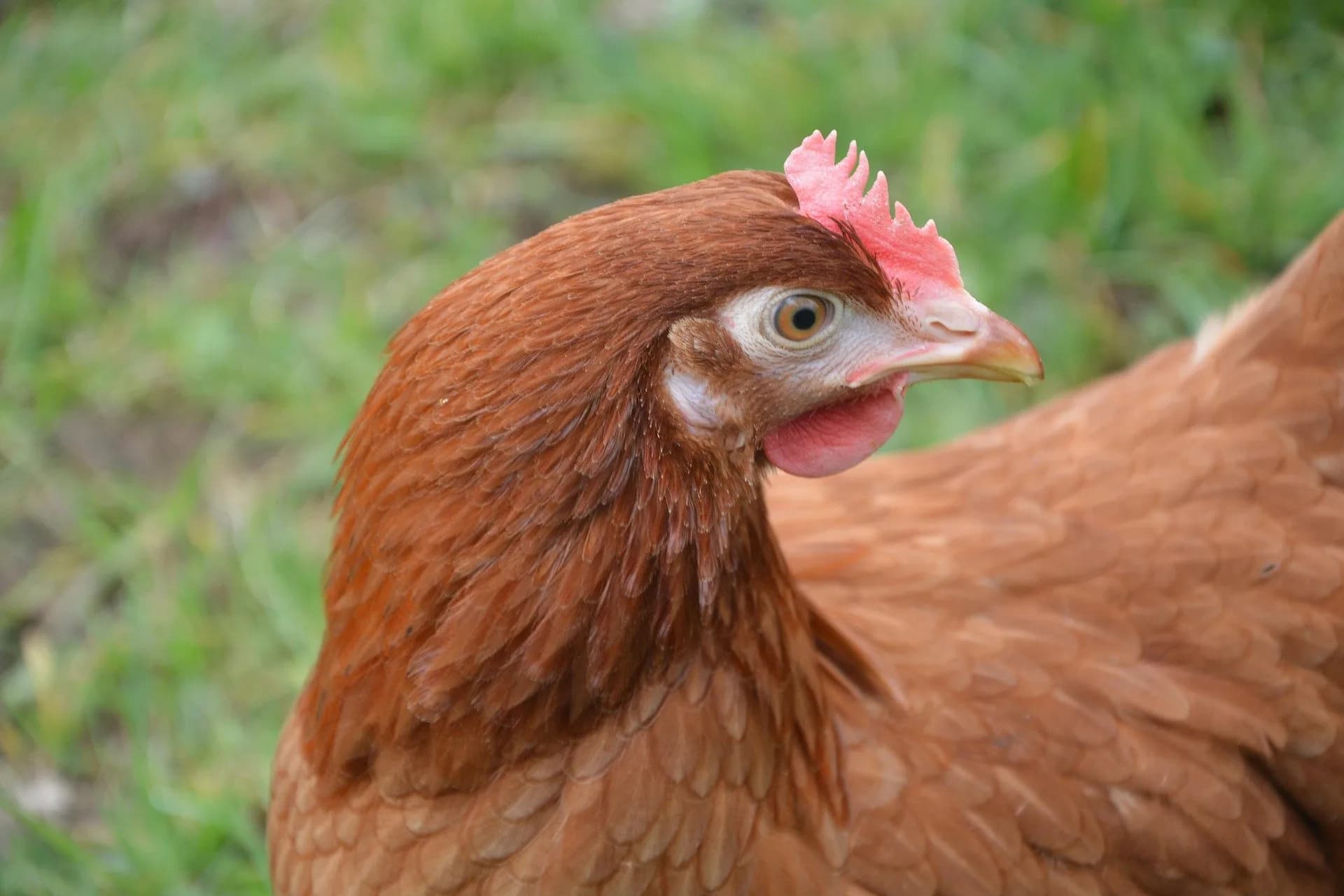Stress et troubles comportementaux chez les poules : causes, signes et solutions
