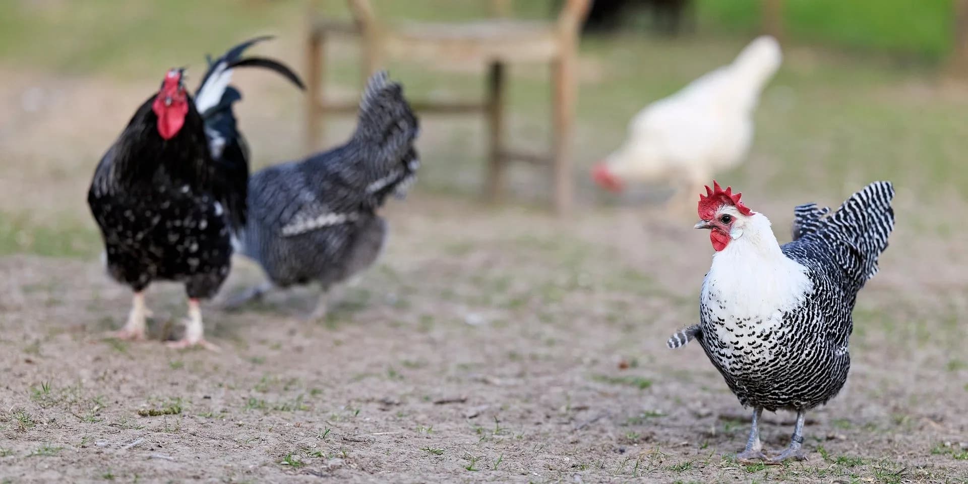 Quelle est la durée de vie d'une poule ?