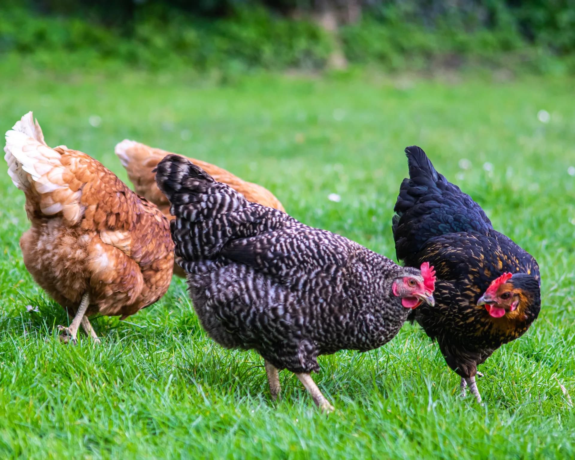 Combien coûte élever des poules en France ? Budget 2026